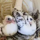 حمام ( مشكل ) فرنسي وعادي منتج ومفروز للبيع شرق جدة