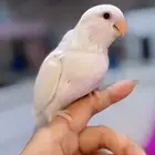فره روز البينو على وجه فطام