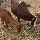 بقر مناتيج