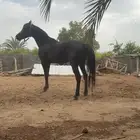 حصان ورق جمال