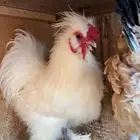 ديك قطني للبيع