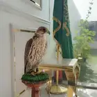طير حر للبيع