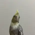 كروان هدد داخلي بيع مستعجل
