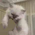 كيتن قطه شيرازي همالايا
