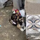 قطة للتبني