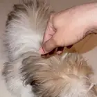 فرصه ذهبيه لكلبه صغيره الحجم
