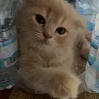 قطوه سكوتش للبيع مطعمه ونضيفه ومعها جواز