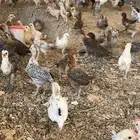 دجاج عمر شهرين