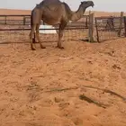 بكرة صفرا جذعة