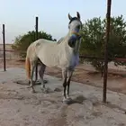 فرس عربية واهو
