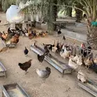 دجاج بلدي  تم البيع