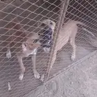 جراوه بتبول