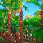 واشنطني توريد وزراعة