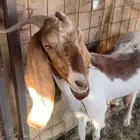 عنز للبيع العمر سنتين اقبل الشي المناسب خيل