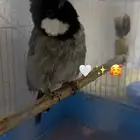 للبيع بلبول اليف شرط اليف