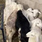 طليان اعمارهن 5 شهور وزياده