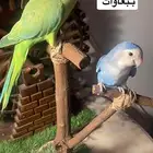 للبيع استاند ببغاوات