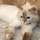 قطه لتبني بدون مقابل مادي
