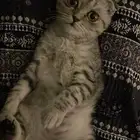 قط سكوتش فولد
