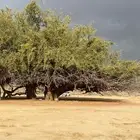 احتاج لي سلعه اقساط جوال ولا سياره بحدود 20 الف او 30