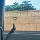 كروان مفقود