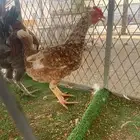 دجاج ماكنتوش