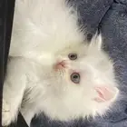 قطه شيرازي