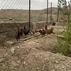 دجاج بشاير أصيل