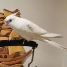 كروان ببغاء البينو