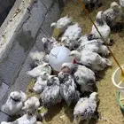 دجاج براهما