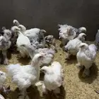 دجاج براهما