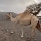 ناقه حره