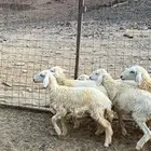 رخال حريات تربية طيبه