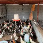 دجاج فيومي فاخر