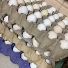 بيض بادي في الاحساء فقط