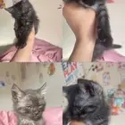 القصيم الرس قطط للتبني