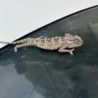 سحليه