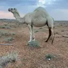 تاقه حايل للبيع