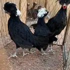 للبيع دجاج بولش اسود صافي