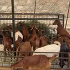 للبيع تيوس