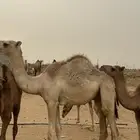 قعود سمين للبيع