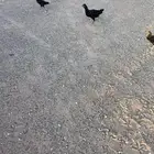 دجاج بلدي