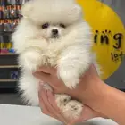 تي كب بوميرينيان teacup pomeranian