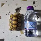 سلحفاة سلكاتا