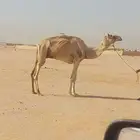 هجن يصلح رحول علي شروط