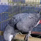 للبيع ببغاء كاسكو متكلم