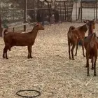 معزا دهم محايليه