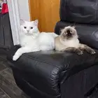 قطط للتبني
