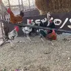ديكه العدد 8