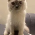 قطه هملايا للبيع